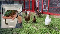 Una escuela abre sus puertas a la naturaleza y los animales en Texas