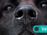 ¿Los perros pueden oler si alguien tiene el coronavirus? Esto es lo que sabemos