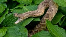 ALERTA. Calor aumenta el riesgo de ser mordido por una serpiente venenosa