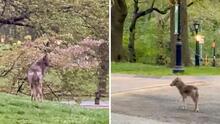 Captan un coyote ‘paseando’ en Central Park; esto dicen los expertos sobre estos animales