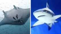 ¿Esta mantarraya quedó embarazada de un tiburón? El caso que tiene asombrado a los científicos
