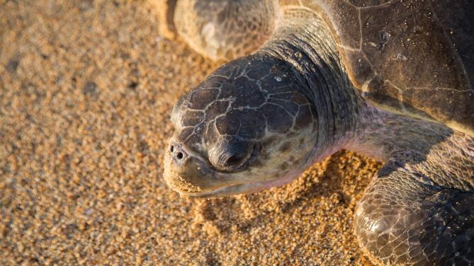 Este refugio de tortugas marinas de Acapulco quedó en ruinas tras el paso del huracán Otis