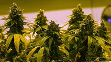 Abre el primer dispensario de marihuana medicinal en Carolina del Norte, esto dicen las leyes