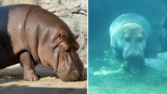 Hipopótamo que en México creían que era macho resultó hembra: ¿cómo lo descubrieron? 