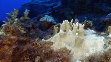 Calor de los océanos está blanqueando los corales y podría convertirse en el peor evento global de estos seres vivos