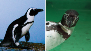 Los pingüinos ‘originales’ se extinguieron hace casi 200 por culpa de los humanos: así eran