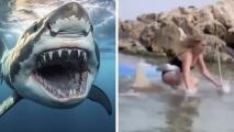 ¿Se la quería comer? Tiburón hace caer surfista de su tabla y el video asombra a Internet