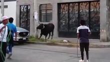 Un toro se escapa y causa pánico durante un evento: al menos cinco personas heridas