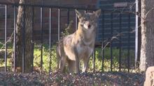 Movilización en un parque de Arlington, tras el ataque de un coyote a dos niños