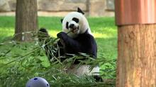 Xi ofrece osos a Biden: ¿en qué consiste la diplomacia de los pandas y cómo la usa China?