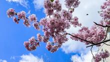 Eventos gratuitos para ver florecer los cerezos en Georgia este 2024