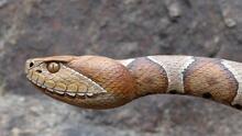 Comienza la temporada de serpientes en Texas: así puedes evitar mordida de una víbora