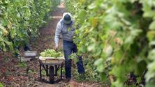 “Nos podremos organizar”: gobernador de California firma una ley que fortalece derechos sindicales de trabajadores agrícolas