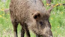 Cerdos salvajes en Florida Central: ¿Qué hacer si generan daños a mi propiedad?