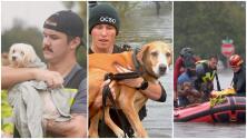 A pesar del huracán Ian las personas y las autoridades no dejaron solas a las mascotas
