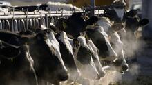 La gripe aviar se está propagando a más animales de granja: ¿son seguros la leche y los huevos para el consumo humano?