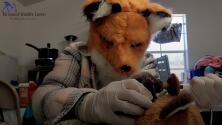 Video: usan una máscara de zorro para cuidar de un cachorrito huérfano