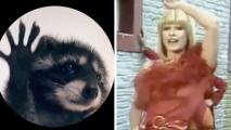 Un ‘mapache bailarín’ invadió las redes sociales: La historia detrás del video viral
