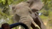 Una mujer estadounidense de 79 años muere pisoteada por un elefante en Zambia durante un safari