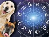 Qué raza de perro es la ideal para ti de acuerdo a tu signo zodiacal