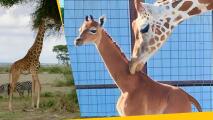 ¿Por qué esta jirafa no tiene manchas? La explicación de su extraño color