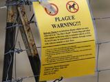 Un caso de peste bubónica en Oregon: esto es lo que debes saber de la temida enfermedad