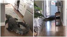 Mujer de Florida descubre un enorme caimán de 8 pies en su cocina