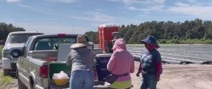 Inmigrantes que trabajan en los campos de cultivo cambian sus rutinas por la ley SB 1718