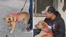 Este perrito salió de Venezuela, viajó kilómetros en tren y con una herida acompaña a su dueño en la travesía hacia EEUU