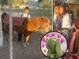Niños mexicanos llegan montados en pony a la escuela y son la envidia de Internet: “Todo un lujo”